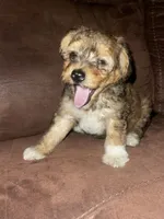 No name yet , a female Poodle - Toy  for sale in Tulare, CA – 3 of 10