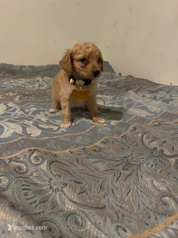No name yet – Poodle - Toy  puppy for sale in Tulare, CA