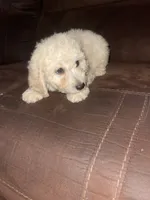 No name yet, a male Poodle - Toy  for sale in Tulare, CA – 6 of 10