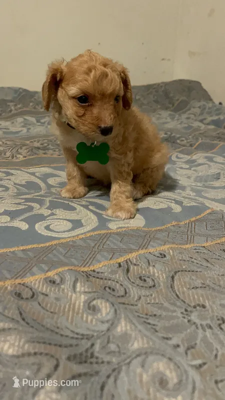 No name yet – Poodle - Toy  puppy for sale in Tulare, CA