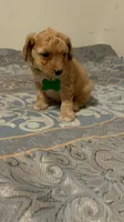 No name yet, a male Poodle - Toy  for sale in Tulare, CA – 1 of 9