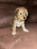 No name yet , a female Poodle - Toy  for sale in Tulare, CA – 10 of 10