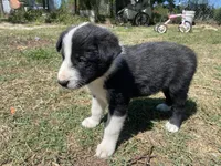 Tripsy, a male Border Collie for sale in Waynesboro, GA – Photo 3 of 4