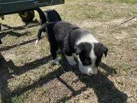 Tripsy, a male Border Collie for sale in Waynesboro, GA – Photo 4 of 4