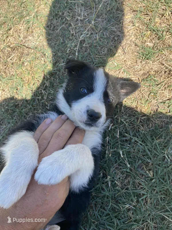 Tripsy – Border Collie puppy for sale in Waynesboro, GA
