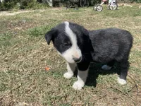 Tripsy, a male Border Collie for sale in Waynesboro, GA – Photo 2 of 4