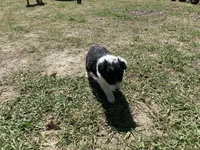 Lilac, a female Border Collie for sale in Waynesboro, GA – Photo 4 of 4
