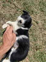 Lilac, a female Border Collie for sale in Waynesboro, GA – Photo 2 of 4
