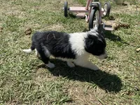 Lilac, a female Border Collie for sale in Waynesboro, GA – Photo 3 of 4