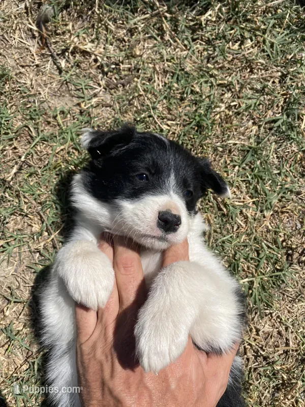 Lilac – Border Collie puppy for sale in Waynesboro, GA