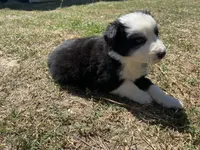 Gyp, a male Border Collie for sale in Waynesboro, GA – Photo 3 of 5