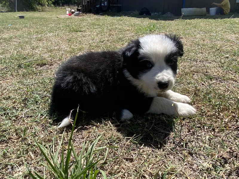 Gyp – Border Collie puppy for sale in Waynesboro, GA