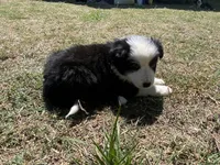 Gyp, a male Border Collie for sale in Waynesboro, GA – Photo 4 of 5