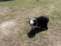 Gyp, a male Border Collie for sale in Waynesboro, GA – Photo 5 of 5