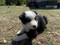Gyp, a male Border Collie for sale in Waynesboro, GA – Photo 2 of 5