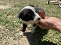 Dusty , a male Border Collie for sale in Waynesboro, GA – Photo 2 of 6