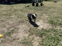 Dusty , a male Border Collie for sale in Waynesboro, GA – Photo 6 of 6