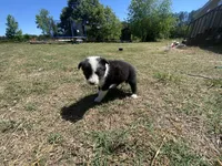 Dusty , a male Border Collie for sale in Waynesboro, GA – Photo 5 of 6