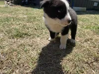 Dusty , a male Border Collie for sale in Waynesboro, GA – Photo 3 of 6