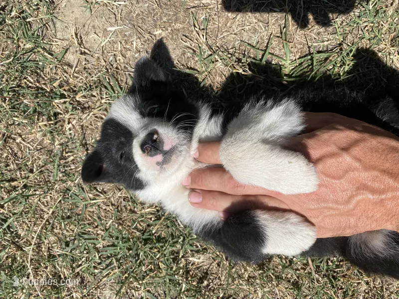 Dusty  – Border Collie puppy for sale in Waynesboro, GA