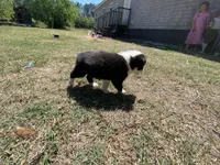 Dusty , a male Border Collie for sale in Waynesboro, GA – Photo 4 of 6