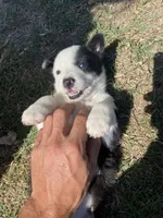 Pumpkin, a male Border Collie for sale in Waynesboro, GA – Photo 3 of 5