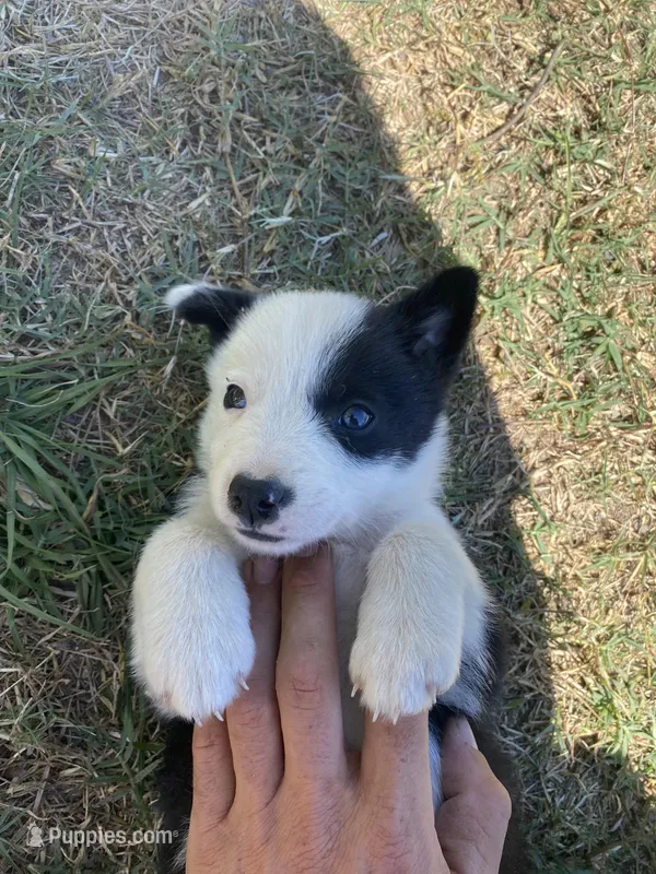 Pumpkin – Border Collie puppy for sale in Waynesboro, GA