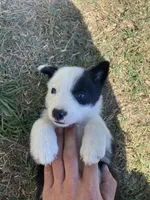 Pumpkin, a male Border Collie for sale in Waynesboro, GA – Photo 1 of 5