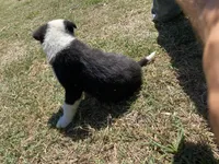 Pumpkin, a male Border Collie for sale in Waynesboro, GA – Photo 4 of 5