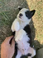 Pumpkin, a male Border Collie for sale in Waynesboro, GA – Photo 2 of 5