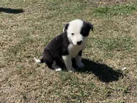 Pumpkin, a male Border Collie for sale in Waynesboro, GA – Photo 5 of 5