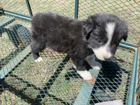 Poppy, a female Border Collie for sale in Waynesboro, GA – Photo 3 of 6