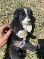 Poppy, a female Border Collie for sale in Waynesboro, GA – Photo 4 of 6