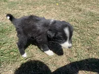 Poppy, a female Border Collie for sale in Waynesboro, GA – Photo 6 of 6