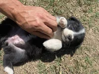Poppy, a female Border Collie for sale in Waynesboro, GA – Photo 1 of 6