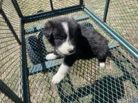 Poppy, a female Border Collie for sale in Waynesboro, GA – Photo 2 of 6