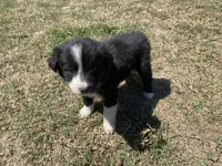 Poppy, a female Border Collie for sale in Waynesboro, GA – Photo 5 of 6