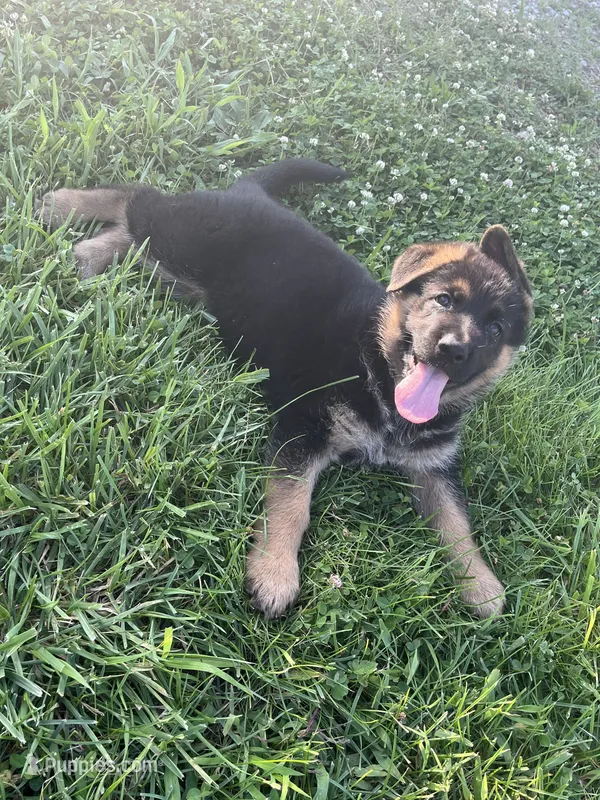 Rowdy – German Shepherd Dog puppy for sale in Hanson, KY