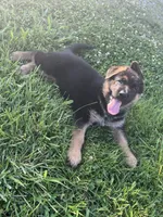 Rowdy, a female German Shepherd Dog for sale in Hanson, KY – 1 of 3