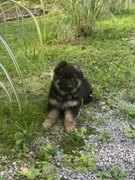 Chubs, a male German Shepherd Dog for sale in Hanson, KY – 4 of 4