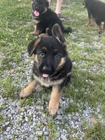 Sweetie, a female German Shepherd Dog for sale in Hanson, KY – 2 of 4