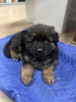 Chubs, a male German Shepherd Dog for sale in Hanson, KY – 3 of 4