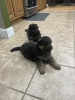 Rowdy, a female German Shepherd Dog for sale in Hanson, KY – 2 of 3