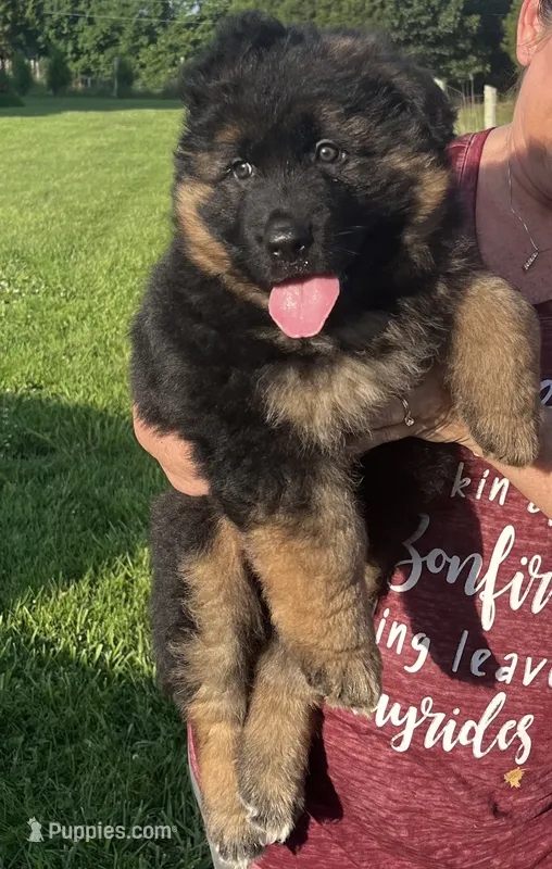 Chubs – German Shepherd Dog puppy for sale in Hanson, KY