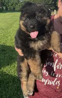 Chubs, a male German Shepherd Dog for sale in Hanson, KY – 1 of 4
