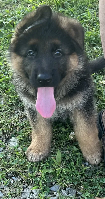 Sweetie – German Shepherd Dog puppy for sale in Hanson, KY