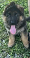 Sweetie, a female German Shepherd Dog for sale in Hanson, KY – 1 of 4