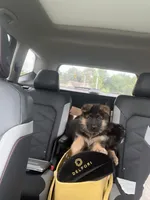 Sweetie, a female German Shepherd Dog for sale in Hanson, KY – 3 of 4