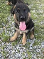 Rowdy, a female German Shepherd Dog for sale in Hanson, KY – 3 of 3