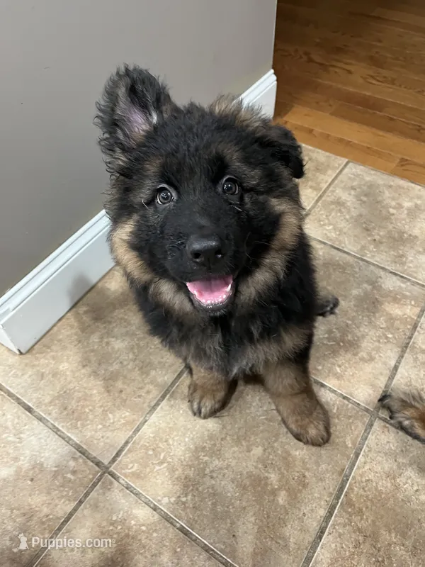 Chubs – German Shepherd Dog puppy for sale in Hanson, KY